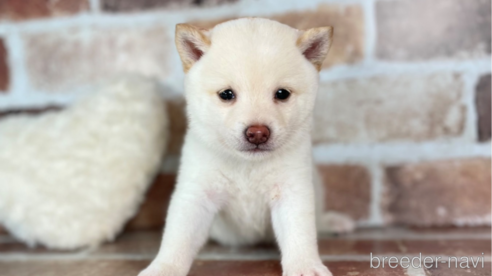 成約済の福岡県の豆柴-257129の3枚目