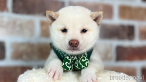 成約済の福岡県の豆柴-257129の2枚目