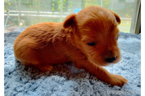 商談中の埼玉県のマルプー:マルチーズ×トイプードル-254236の16枚目