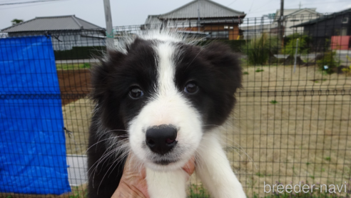 成約済の茨城県のボーダーコリー-224414