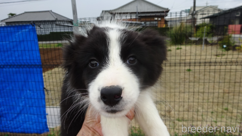 成約済の茨城県のボーダーコリー-224414の1枚目