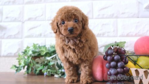 成約済の滋賀県のトイプードル-254329の1枚目