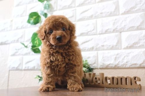 成約済の滋賀県のトイプードル-254329の6枚目