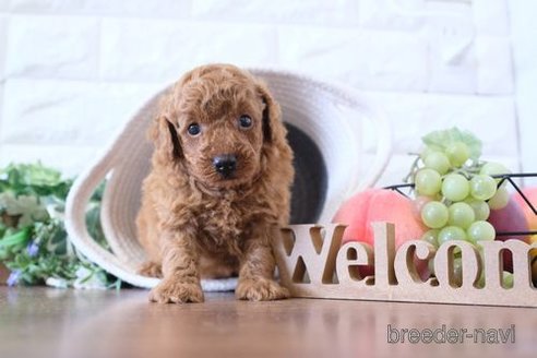 成約済の滋賀県のトイプードル-254329の3枚目