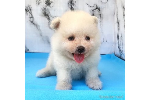成約済の茨城県のポメラニアン-257209の12枚目