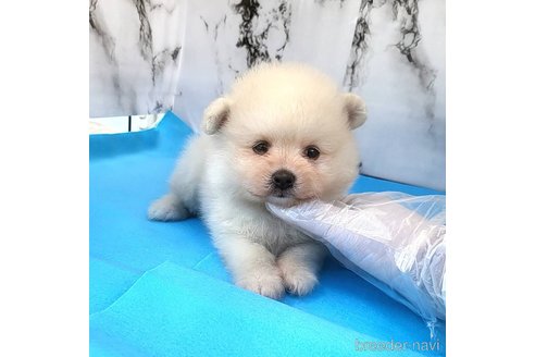 成約済の茨城県のポメラニアン-257209の11枚目