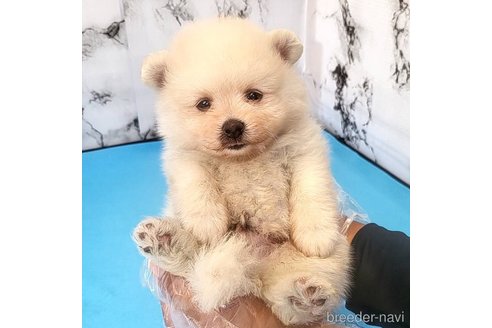 成約済の茨城県のポメラニアン-257209の13枚目