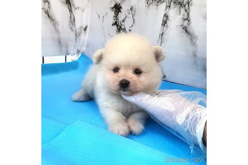 成約済の茨城県のポメラニアン-257209の14枚目