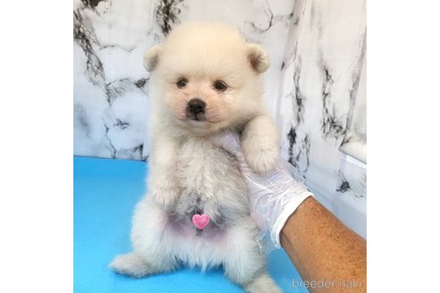 成約済の茨城県のポメラニアン-257209の10枚目