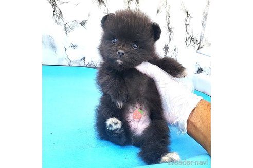 成約済の茨城県のポメラニアン-257210の62枚目