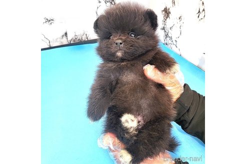 成約済の茨城県のポメラニアン-257210の61枚目