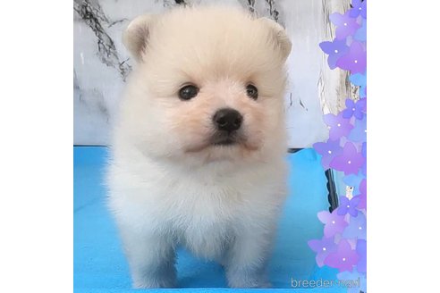 成約済の茨城県のポメラニアン-257211の61枚目