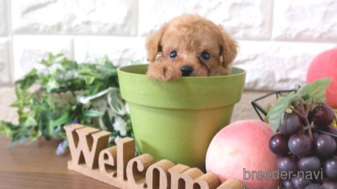 成約済の滋賀県のトイプードル-254330の1枚目