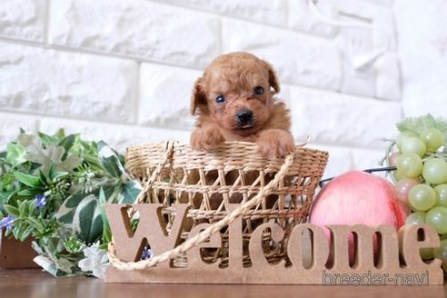 成約済の滋賀県のトイプードル-254330の3枚目