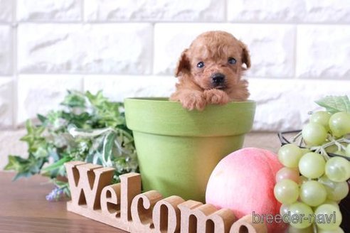 成約済の滋賀県のトイプードル-254330の2枚目