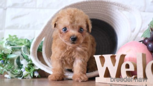 成約済の滋賀県のトイプードル-254331の1枚目