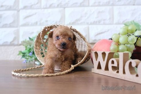 成約済の滋賀県のトイプードル-254331の2枚目