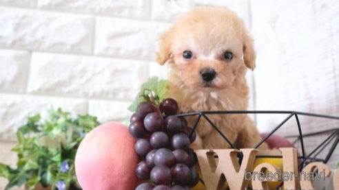 成約済の滋賀県のトイプードル-254917の1枚目