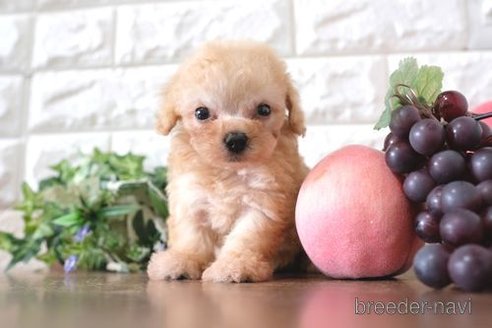 成約済の滋賀県のトイプードル-254917の6枚目