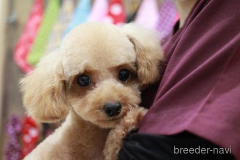 成約済の滋賀県のトイプードル-254917の4枚目