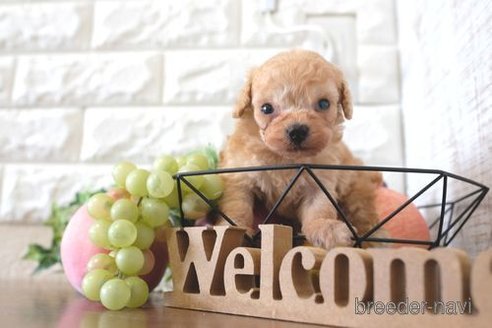 成約済の滋賀県のトイプードル-254917の3枚目