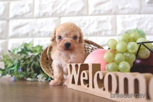 成約済の滋賀県のトイプードル-254917の2枚目