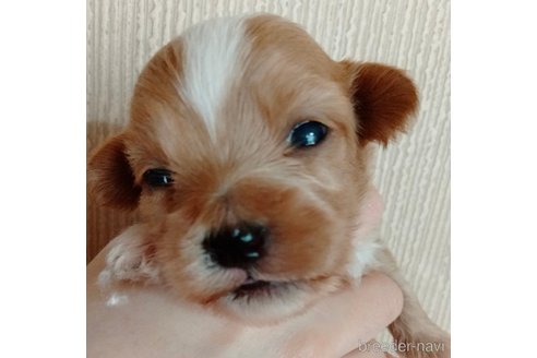成約済の埼玉県のマルプー:マルチーズ×トイプードル-256334の50枚目