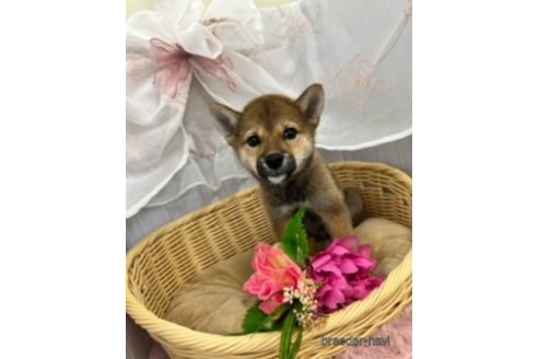 成約済の北海道の柴犬-253326の4枚目