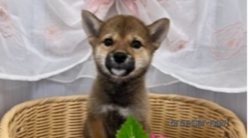 成約済の北海道の柴犬-253326の3枚目