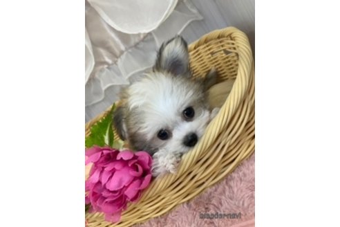 成約済の北海道のミックス犬-253339の14枚目