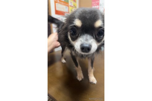 ちゃぷんちゃん1枚目
