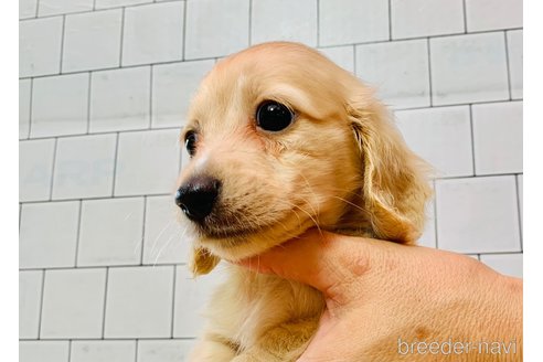 成約済の大分県のカニンヘンダックスフンド(ロングヘアード)-254720の32枚目