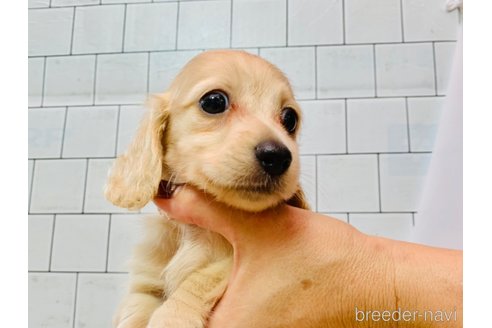 成約済の大分県のカニンヘンダックスフンド(ロングヘアード)-254720の29枚目