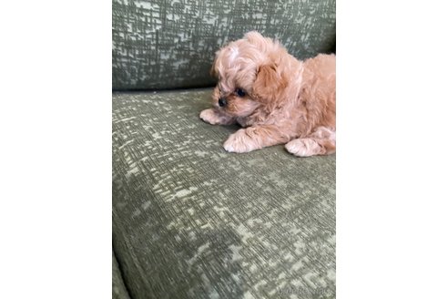 成約済の福岡県のミックス犬-257302の4枚目