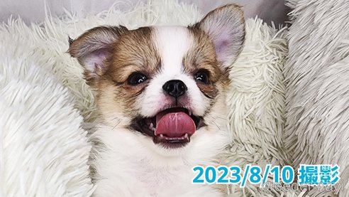 成約済の東京都のチワワ(ロングコート)-249117の3枚目
