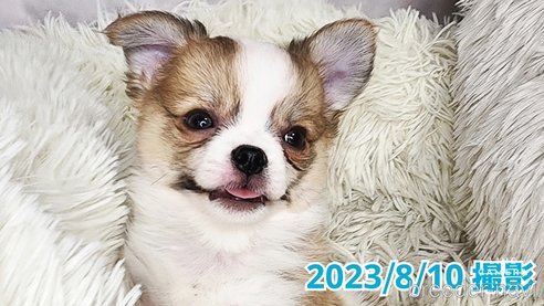 成約済の東京都のチワワ(ロングコート)-249117の2枚目