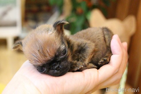 成約済の愛知県のプチブラバンソン-251528の33枚目