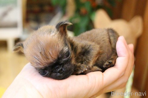 成約済の愛知県のプチブラバンソン-251528の34枚目