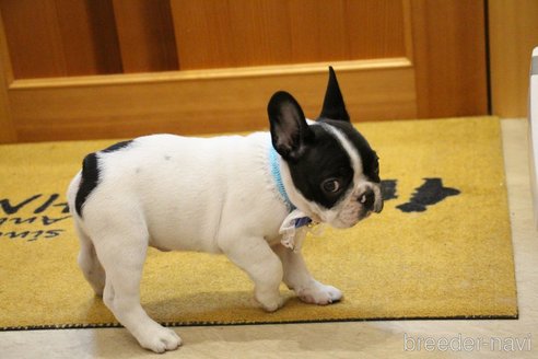 成約済の愛知県のフレンチブルドッグ-247592の10枚目