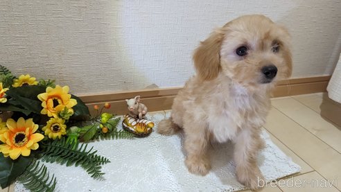 成約済の広島県のチワプー:チワワ×トイプードル-246604の43枚目