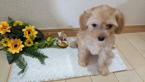 成約済の広島県のチワプー:チワワ×トイプードル-246604の41枚目