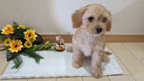 成約済の広島県のチワプー:チワワ×トイプードル-246604の42枚目