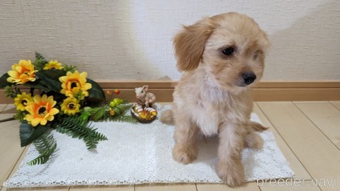 成約済の広島県のチワプー:チワワ×トイプードル-246604の40枚目