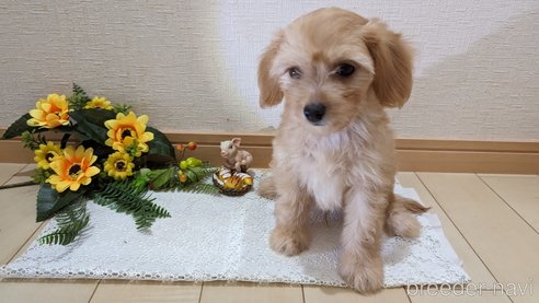 成約済の広島県のチワプー:チワワ×トイプードル-246604の39枚目