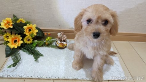 成約済の広島県のチワプー:チワワ×トイプードル-246604の36枚目