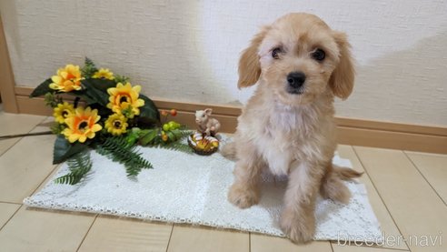 成約済の広島県のチワプー:チワワ×トイプードル-246604の37枚目