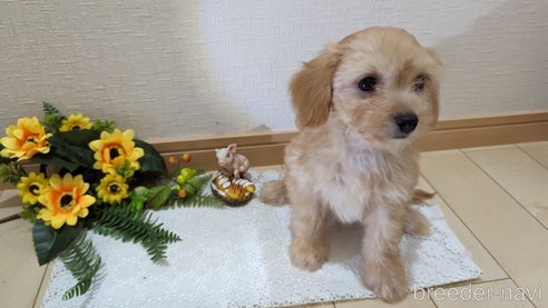 成約済の広島県のチワプー:チワワ×トイプードル-246604の35枚目