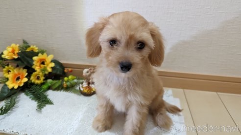 成約済の広島県のチワプー:チワワ×トイプードル-246604の34枚目