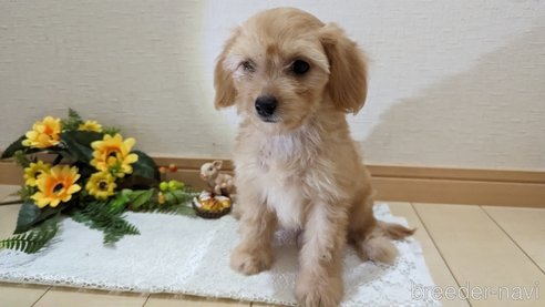 成約済の広島県のチワプー:チワワ×トイプードル-246604の33枚目