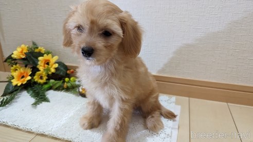 成約済の広島県のチワプー:チワワ×トイプードル-246604の32枚目